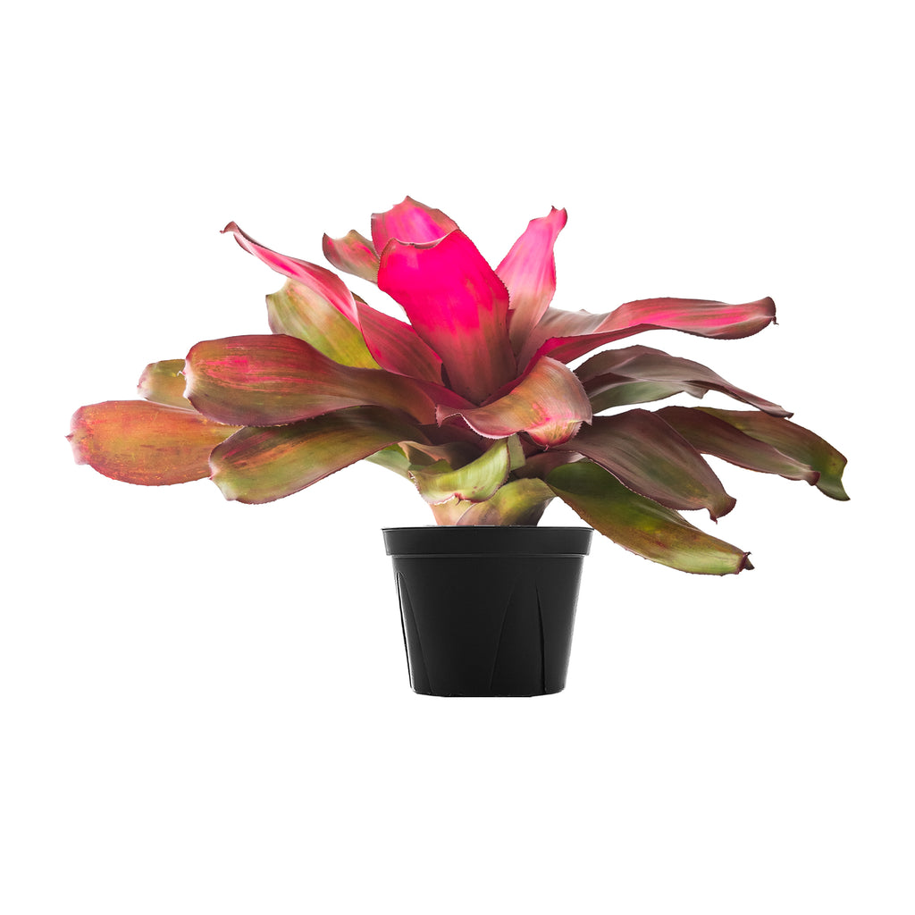 Bromeliad Seduction | Indoor Plants Online | Planterina