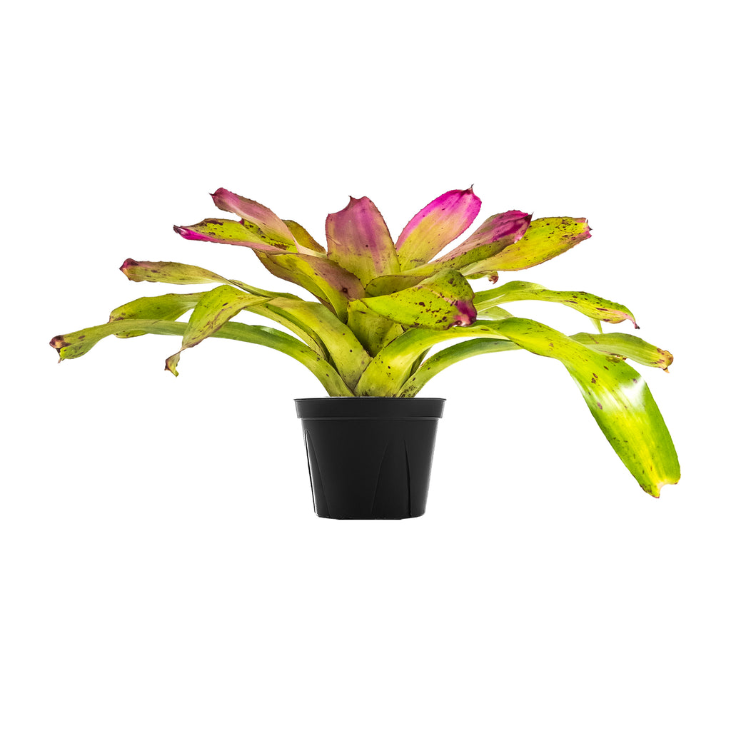 Bromeliad Sibella | Indoor Plants Online | Planterina