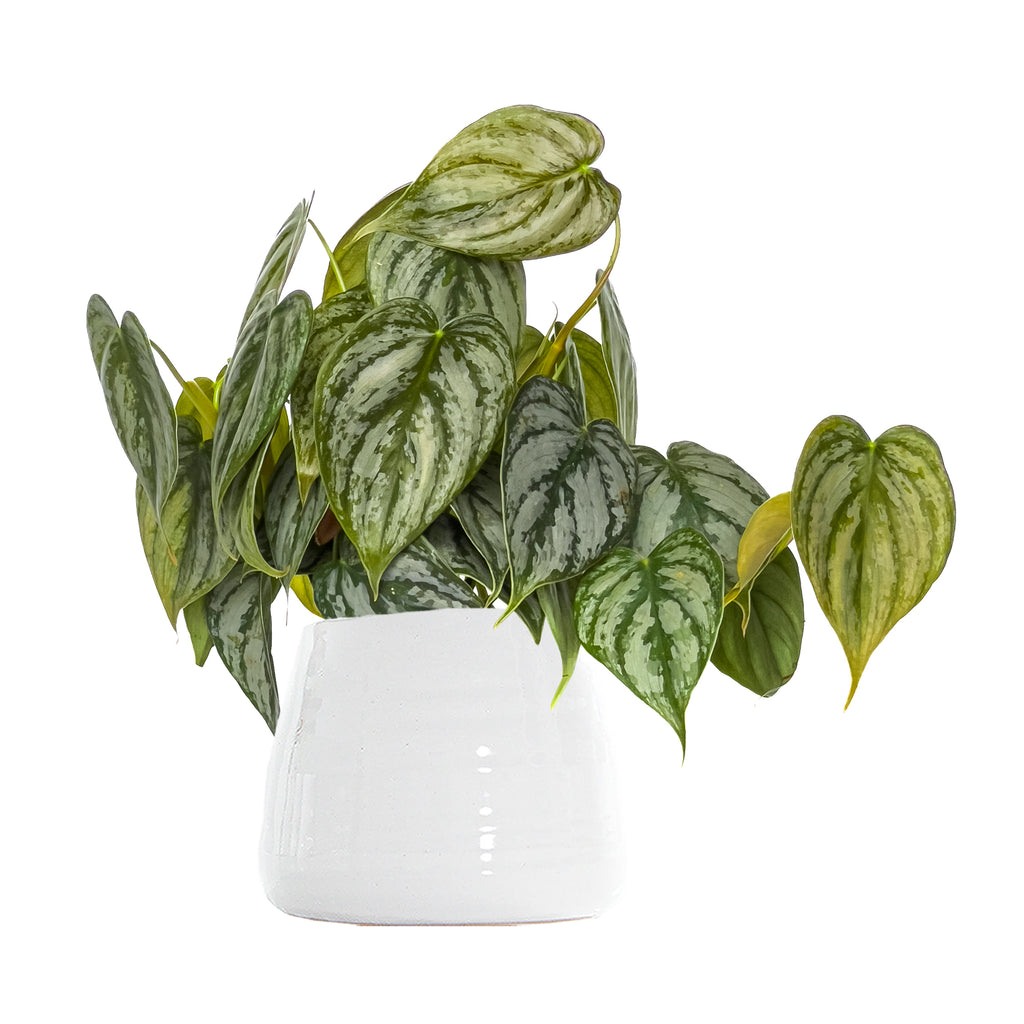 Shop Philodendron Brandtianum Easy Care Indoor Plants Online Planterina