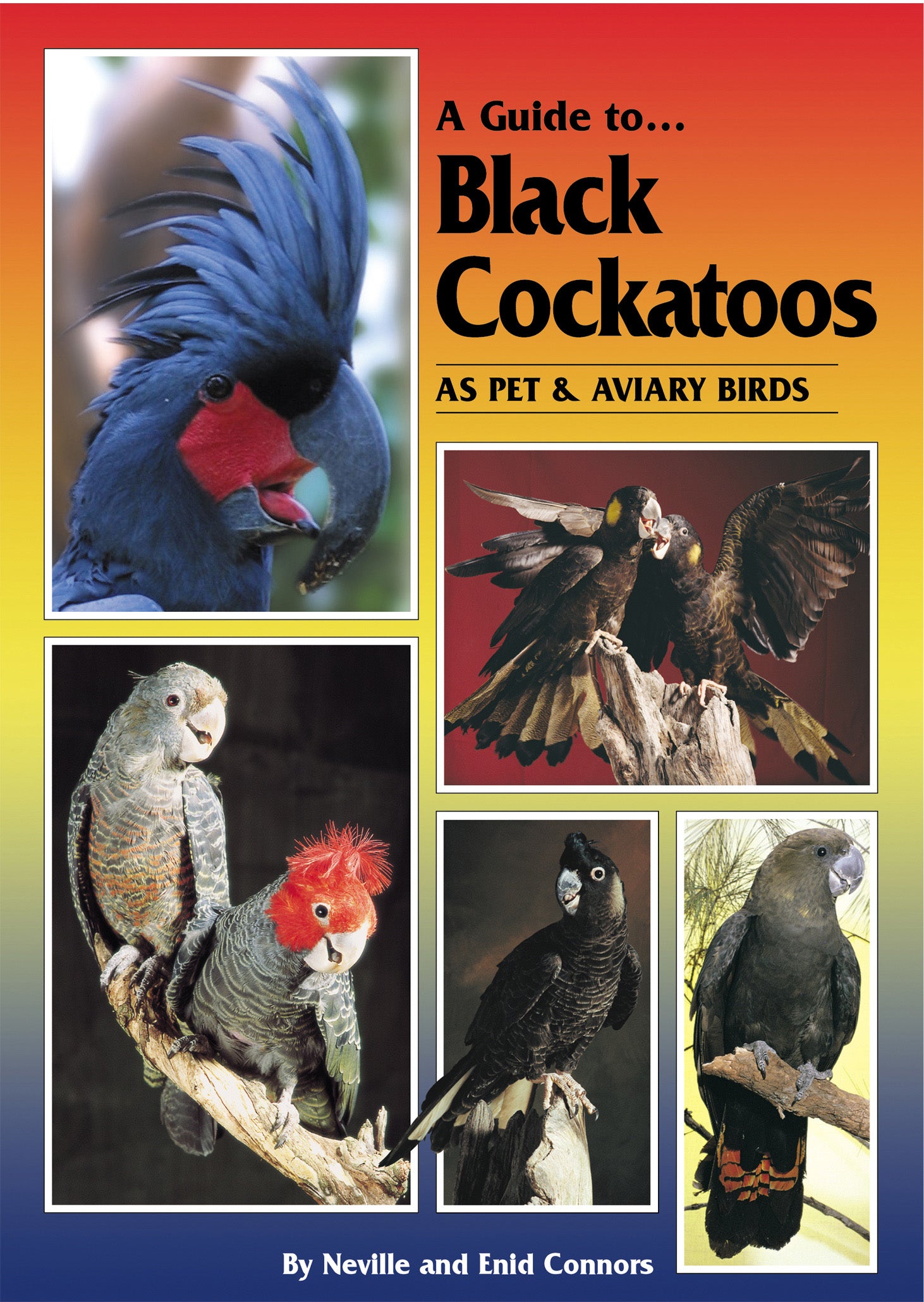 black cockatoo pictures