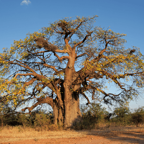 Baobab Baum Affenbrotbaum