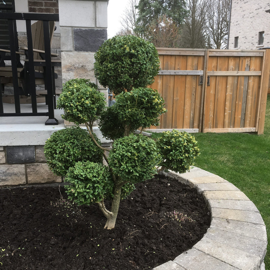 Pom Pom Boxwood Fragrance Plants And Flowers