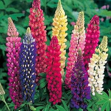 Load image into Gallery viewer, Livingston - Lupine - Russell&#39;s Prize Mix garden