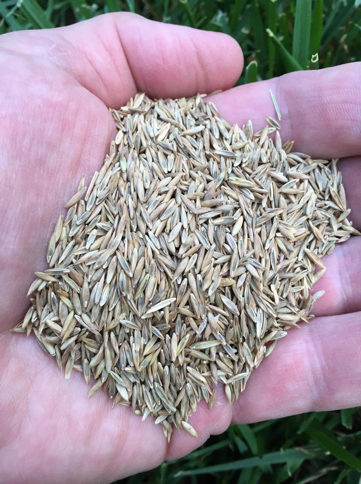 Performance Seed Mix Certified Tall Fescue Ky Blue Perennial Rye