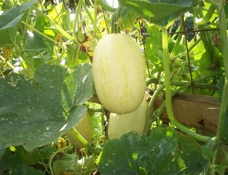 Bonnie Plants Spaghetti Squash Get Great Value Give To A Cause Www Ohhmygoodness Com