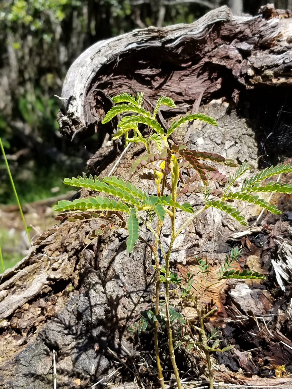 Baby koa growing on a koa log