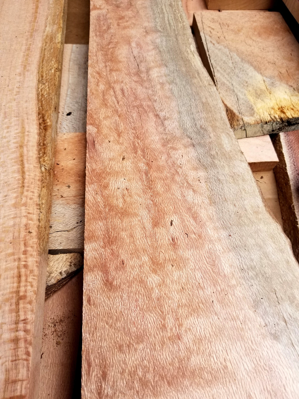 Silk Oak wood slabs