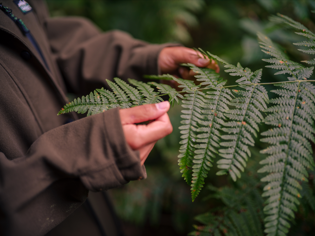 Close up photo of hands splaying out fronds of ferns (by Danny North)