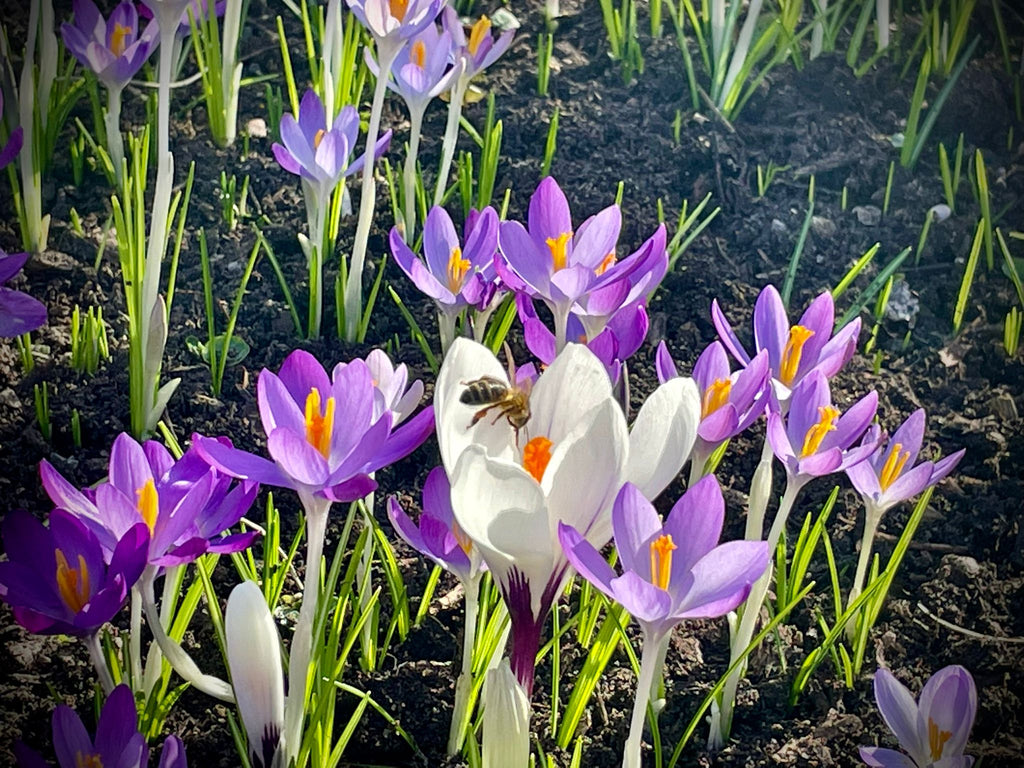 Close up of bee in purple flowers