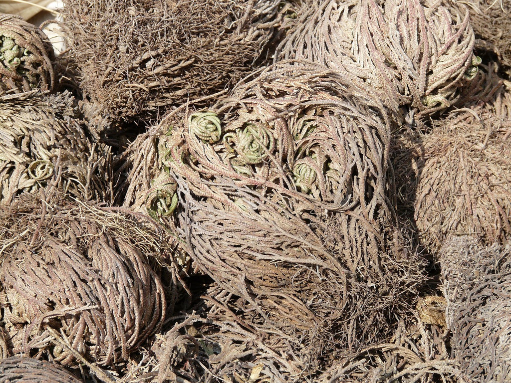 Dehydrated spike moss in 'tumble weed' form.