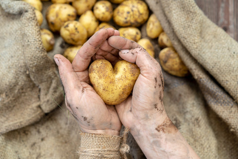 Image of dirty hands holding a heart-shaped potato with a pile of freshly unearthed potatoes nearby to give idea of gathering the harvest 