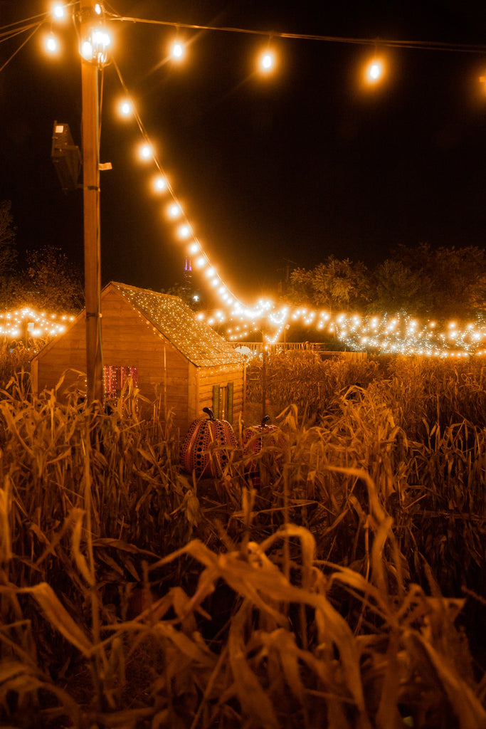 a corn maze and small barn with fairy lights