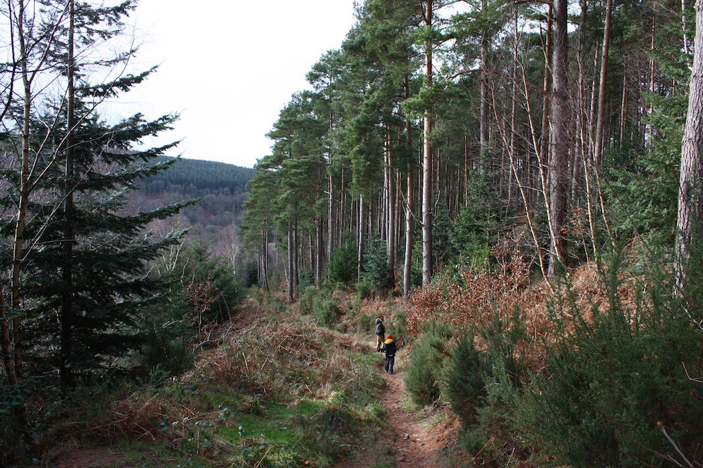 Couple walking in trees at Coombs Wood, Cumbria