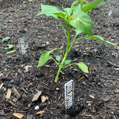 Garden Markers By LeeMo Designs In Bend, OR