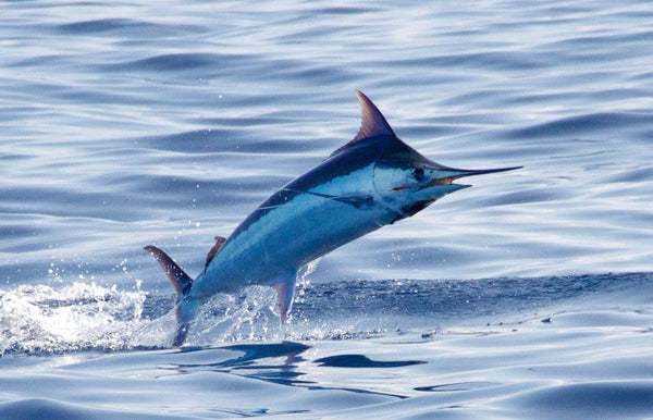 Marlin Magic , Kona