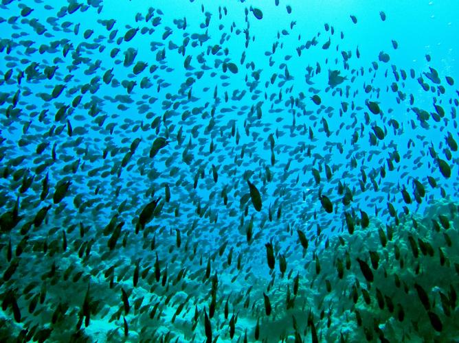 Cook Islands underwater world