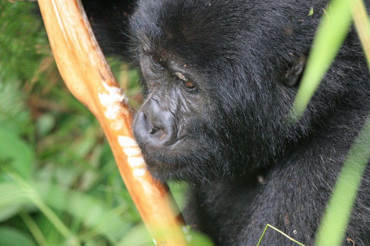 Gorillas in Uganda