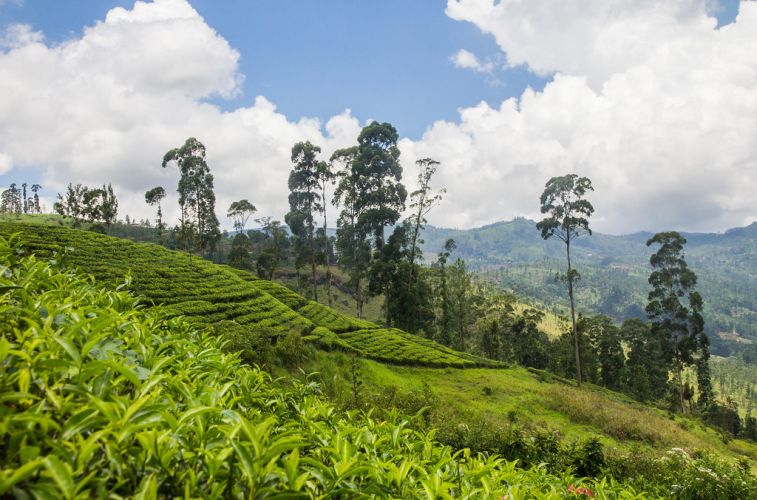 Sri Lanka Tea Plantations