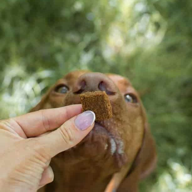 CBD für Hunde