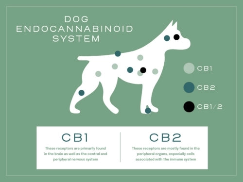 Dog Endocannabinoid System.webp__PID:a3c9cf0e-efa8-49bd-994a-3a91282b95dc