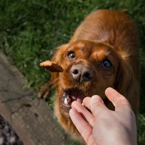 Wie man einen reaktiven Hund beruhigt