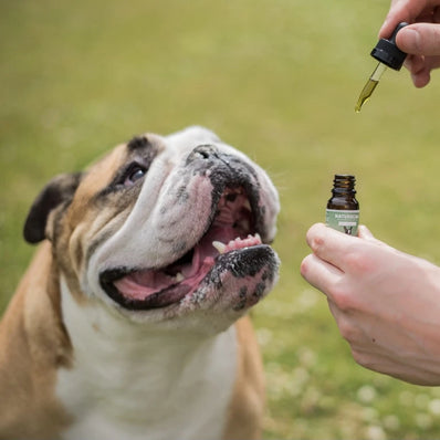 CBD for Pets