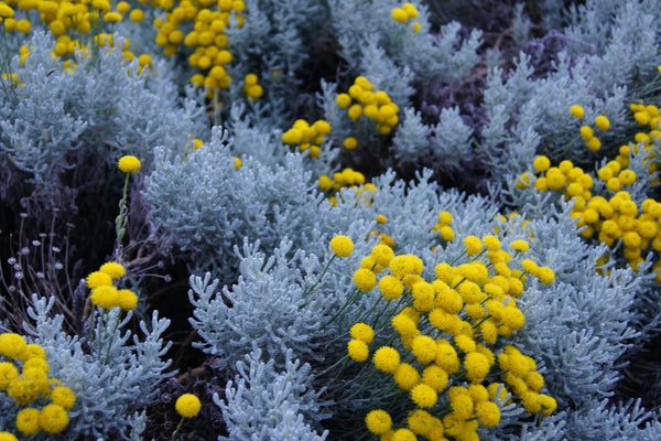 Blue Tansy oil for anti-inflammatory, anti-bacterial skin benefits. Purifies, calms and soothes sensitive and acne-prone skin.