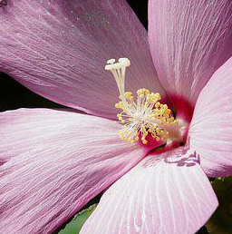 Hibiscus Luxury Active Floral