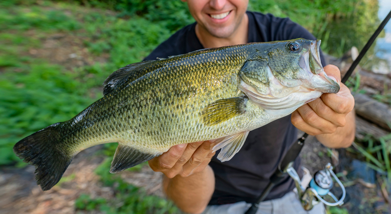 Smallmouth VS Largemouth Bass: Not Just The Mouth Size – ChipteeAmz