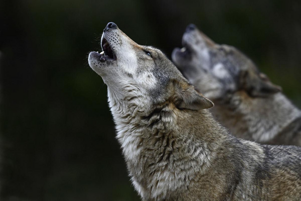 How Is A Wolfpack Organized | American Wolves
