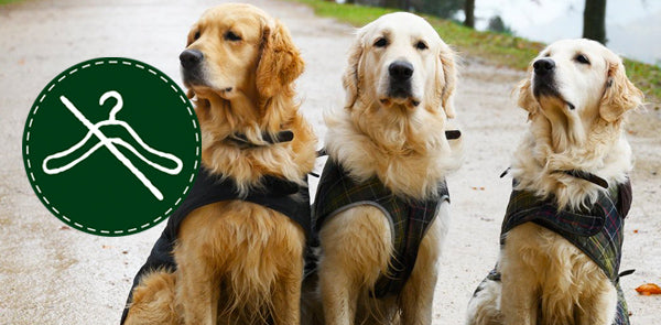 Golden Retrievers in Barbour Dog Harness and Barbour Dog Wax Jackets