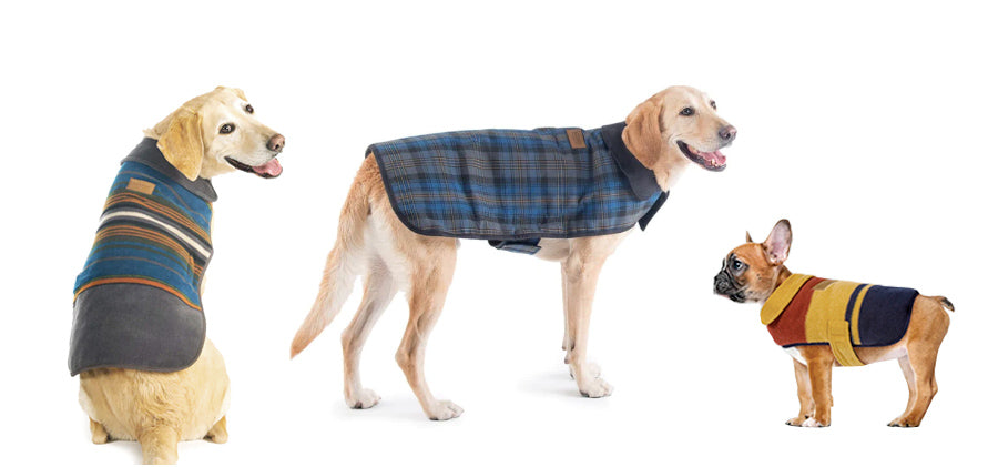 Pendleton dog coat for golden retriever and french bulldog