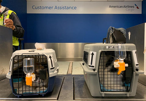 Cats flying cargo in kennels with American Airlines Pet Cargo