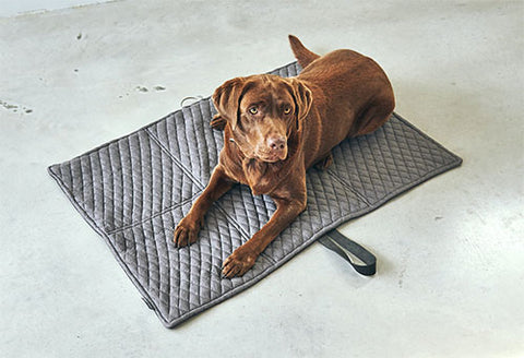 Travel dog bed by Miacara is the best way to go out with your dog to travel or restaurants.