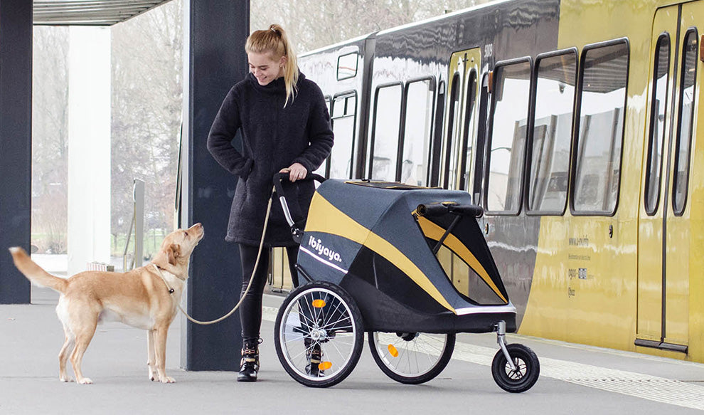 Large size dog owner with Ibiyaya dog stroller