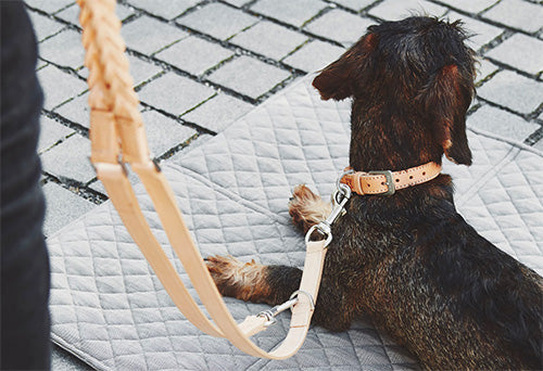 miacara bergamo leather dog collar