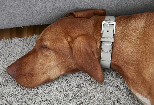 Miacara leather dog collar