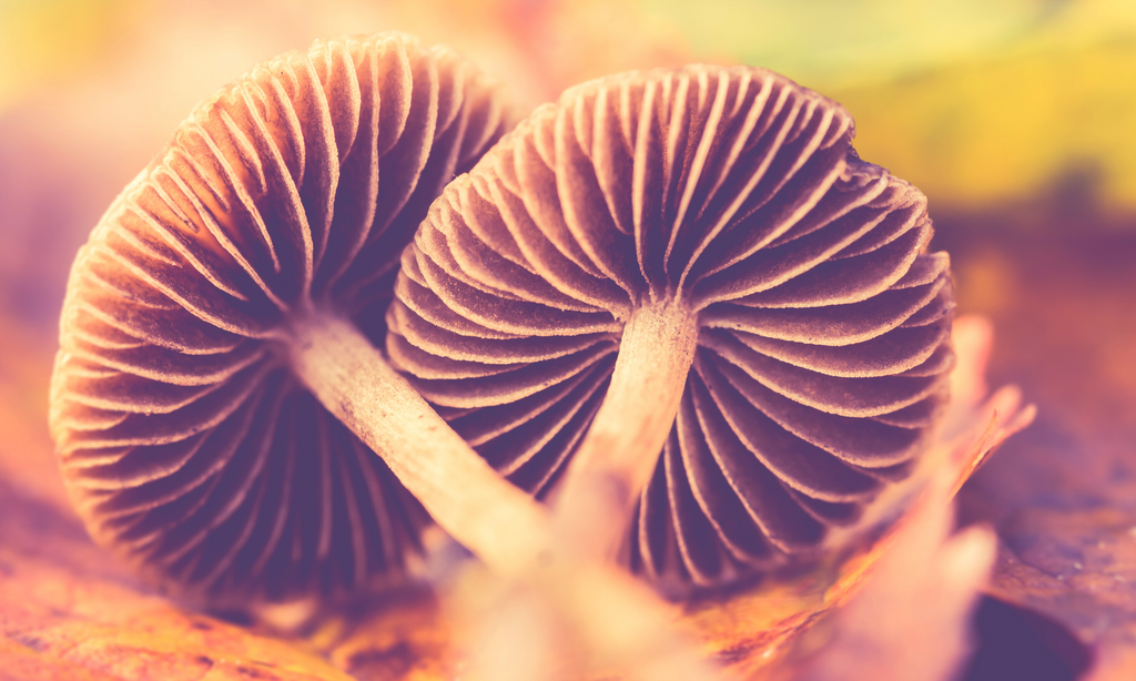 Functional Mushrooms Mushroom Health Benefits