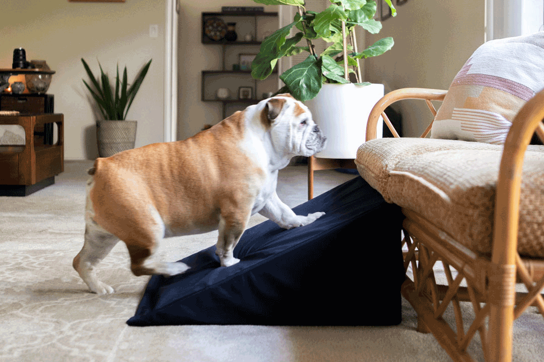 bulldog up dog ramp to couch