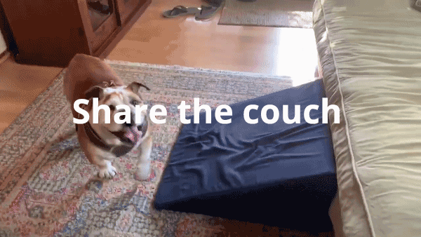 cute bulldog walking up ramp to couch