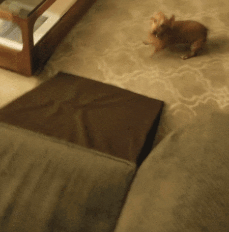 dachshund up ramp to sofa