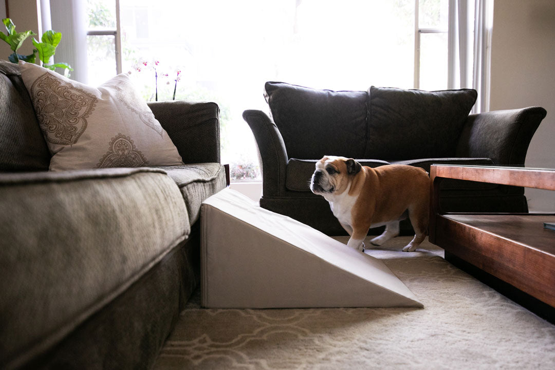 bulldog standing next to dog ramp by couch