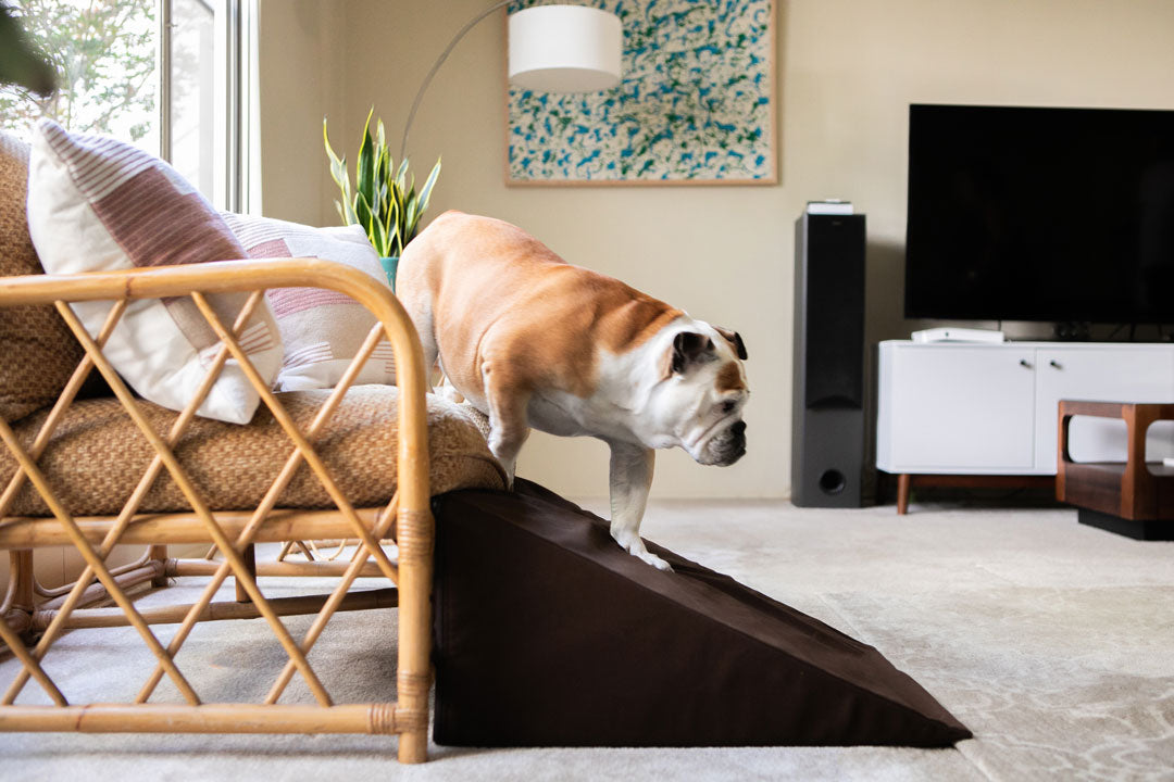 bulldog going down dog ramp from couch