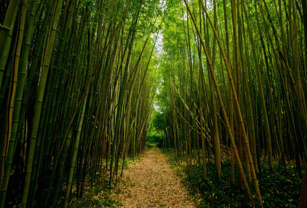 Things you should know about bamboo