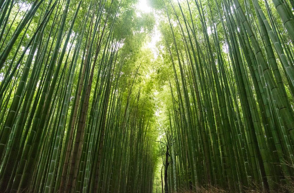 Bamboo Trees Eco Bath