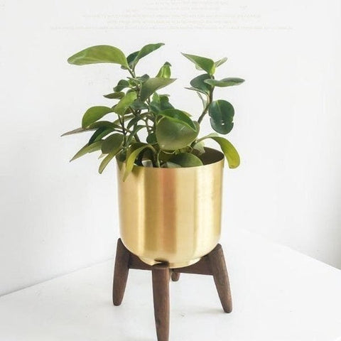 amir-gold-plant-stand