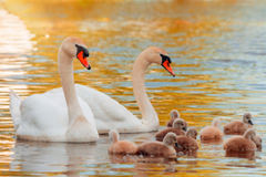 swans on the river