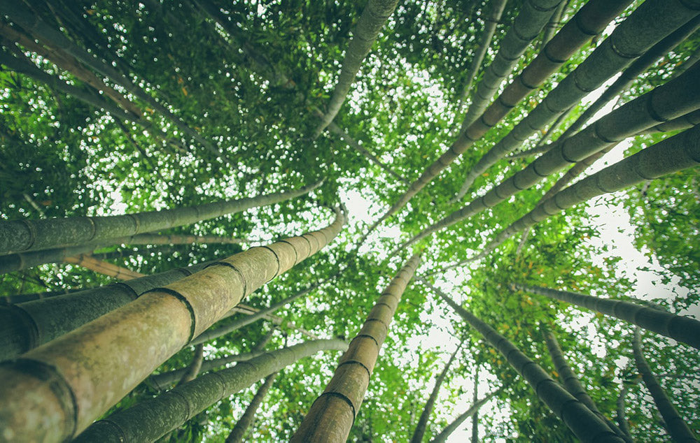 What Is A Resistant Material? Bamboo plants