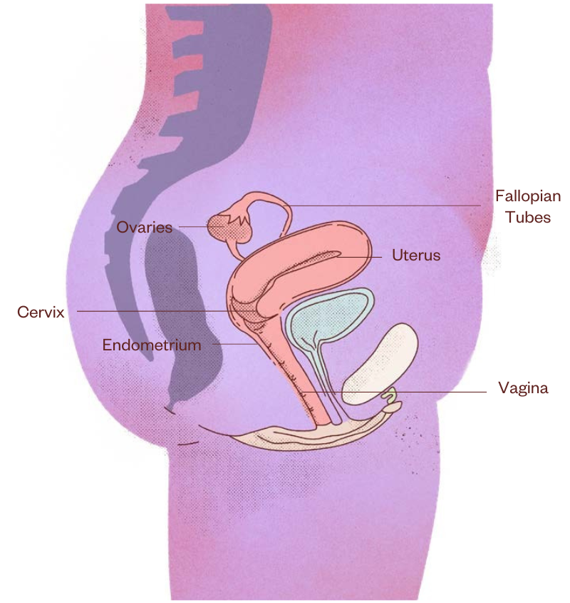 vagina anatomy for using a DIVA Cup