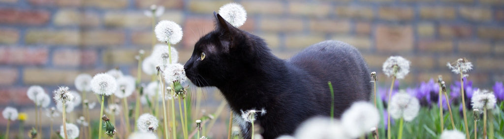 Est Ce Que Croiser Un Chat Noir Porte Vraiment Malheur